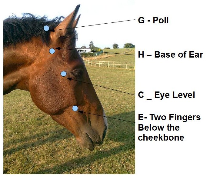 Horse Bridle Self Measurement Form
